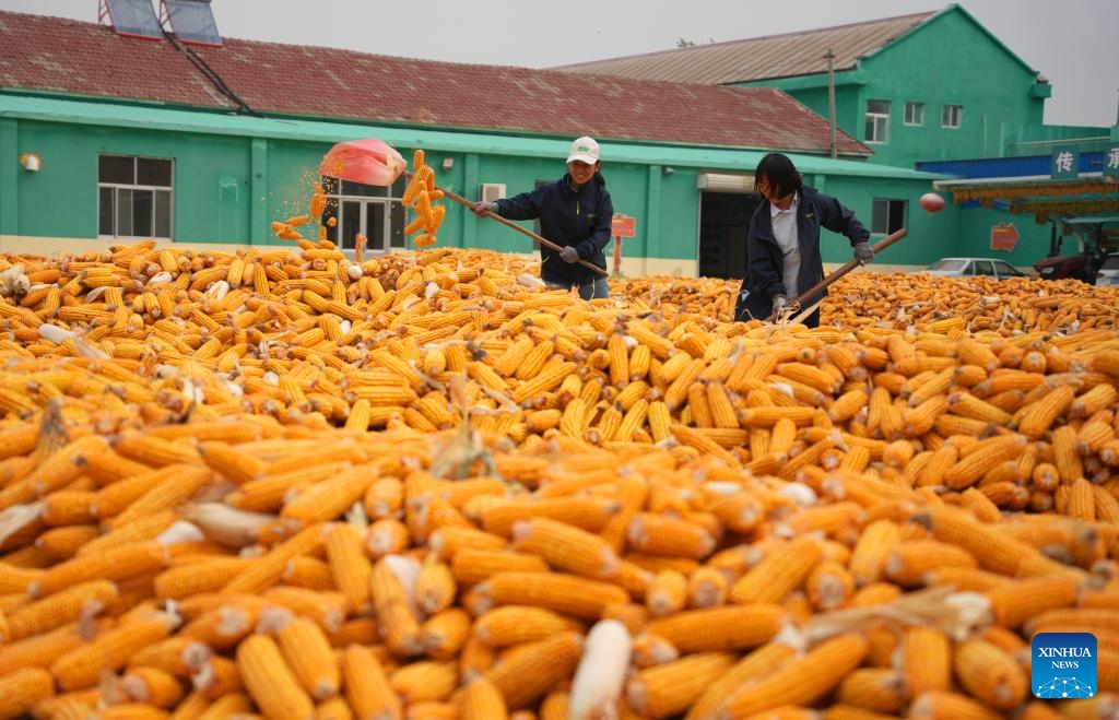 Farmers air harvested corns at Deping Township of Linyi County, east China's Shandong Province, Oct. 9, 2024. The autumn grain harvest season has begun across the country (Photo: Xinhua)