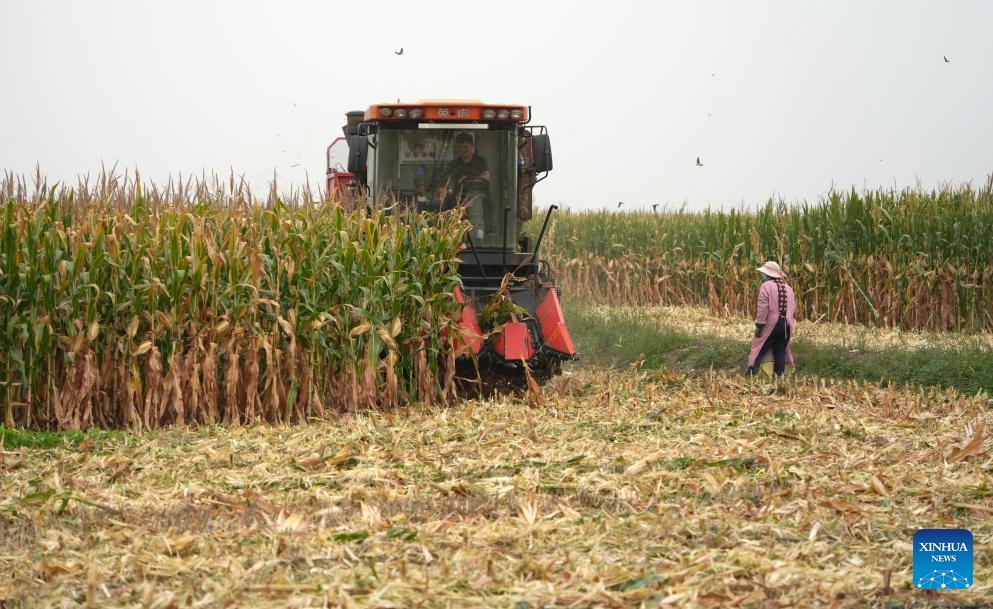 A harvester works in a corn field at Deping Township of Linyi County, east China's Shandong Province, Oct. 9, 2024. The autumn grain harvest season has begun across the country. (Photo: Xinhua)