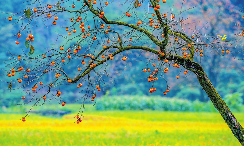 Persimmons turn red in a village of Zhuji, East China’s Zhejiang Province, on October 9, 2024. Photo: VCG