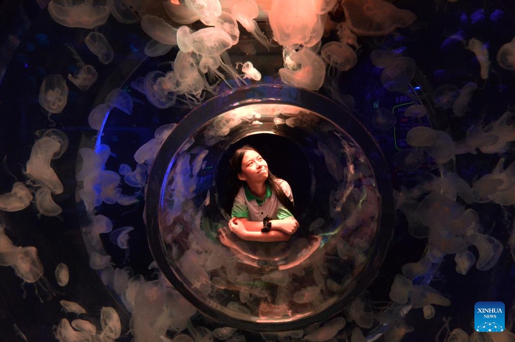 A kid looks at jellyfish in Bangkok Sea Life Ocean World aquarium in Bangkok, Thailand, Oct. 9, 2024. (Photo: Xinhua)