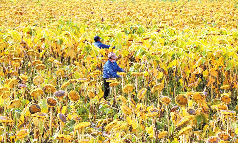 Farmers harvest sunflowers at a sunflower plantation in Aksu Prefecture, Northwest China’s Xinjiang Uygur Autonomous Region, on October 9, 2024. Photo: VCG