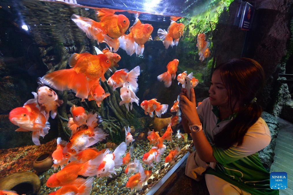 A visitor takes pictures of goldfish in Bangkok Sea Life Ocean World aquarium in Bangkok, Thailand, Oct. 9, 2024. (Photo: Xinhua)