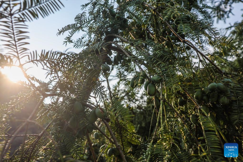 Chinese torreya nuts to be harvested are pictured at Xuanjiashan Village of Zhaojia Township, east China's Zhejiang Province, Oct. 10, 2024. The harvest season of Chinese torreya nuts has begun in Zhaojia Township. This township is a major production area of the Chinese torreya nuts with an annual output reaching over 5000 tonnes. (Photo: Xinhua)