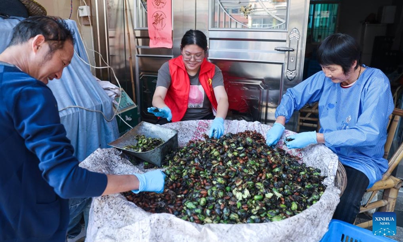 A volunteer helps farmers peel harvested Chinese torreya nuts at Xuanjiashan Village of Zhaojia Township, east China's Zhejiang Province, Oct. 10, 2024. The harvest season of Chinese torreya nuts has begun in Zhaojia Township. This township is a major production area of the Chinese torreya nuts with an annual output reaching over 5000 tonnes. (Photo: Xinhua)