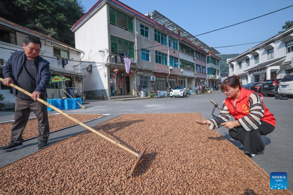 A volunteer livestreams airing harvested Chinese torreya nuts at Xuanjiashan Village of Zhaojia Township, east China's Zhejiang Province, Oct. 10, 2024. The harvest season of Chinese torreya nuts has begun in Zhaojia Township. This township is a major production area of the Chinese torreya nuts with an annual output reaching over 5000 tonnes. (Photo: Xinhua)