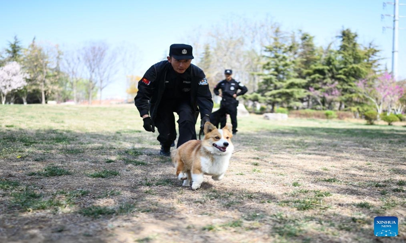 Fu Zai, China's first corgi police dog, takes part in a training session in Weifang, East China's Shandong Province, on April 7, 2024. Photo: Xinhua