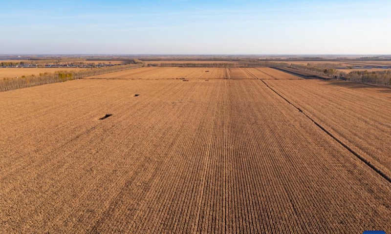 An aerial drone photo taken on Oct. 11, 2024 shows corn fields in Dongsheng Village, Zhaodong City of northeast China's Heilongjiang Province. (Photo: Xinhua)