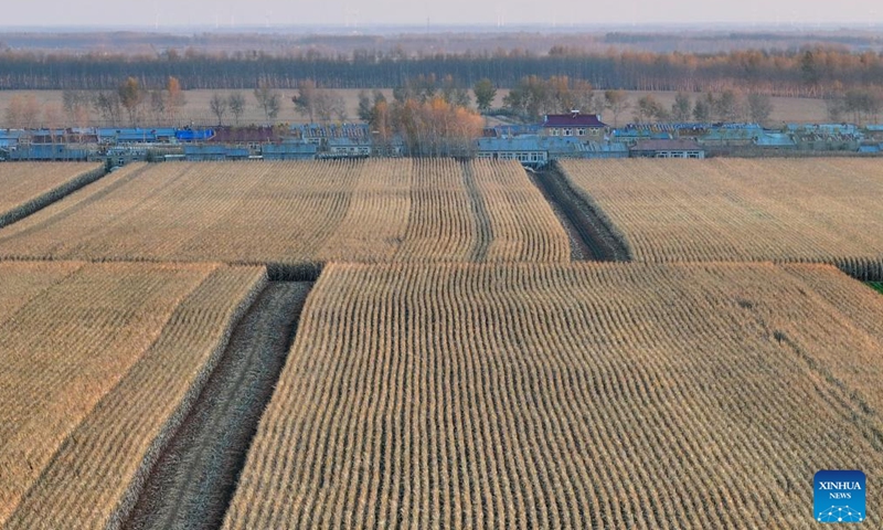 An aerial drone photo taken on Oct. 11, 2024 shows fields, trees and villages in Dongsheng Village, Zhaodong City of northeast China's Heilongjiang Province. (Photo: Xinhua)