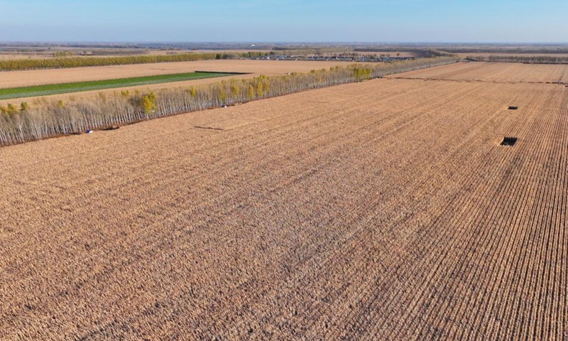 An aerial drone photo taken on Oct. 11, 2024 shows fields in Dongsheng Village, Zhaodong City of northeast China's Heilongjiang Province. (Photo: Xinhua)