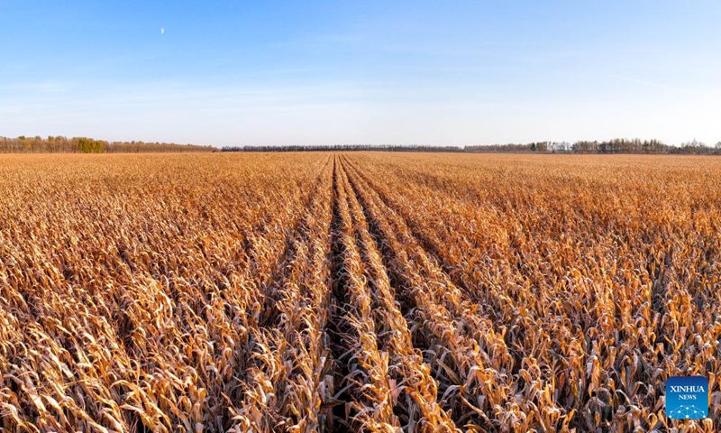 A panoramic drone photo taken on Oct. 11, 2024 shows corn fields in Dongsheng Village, Zhaodong City of northeast China's Heilongjiang Province. (Photo: Xinhua)