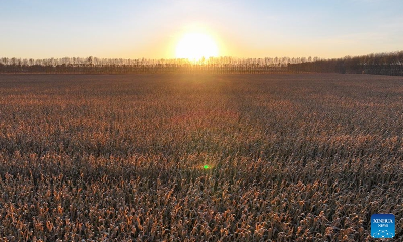 An aerial drone photo taken on Oct. 11, 2024 shows corn fields in sunset in Dongsheng Village, Zhaodong City of northeast China's Heilongjiang Province. (Photo: Xinhua)