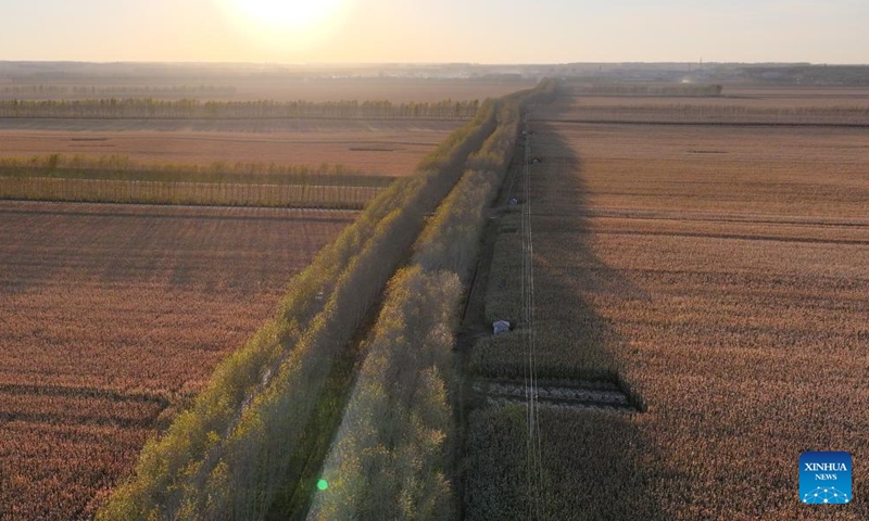 An aerial drone photo taken on Oct. 11, 2024 shows fields and trees in Dongsheng Village, Zhaodong City of northeast China's Heilongjiang Province. (Photo: Xinhua)