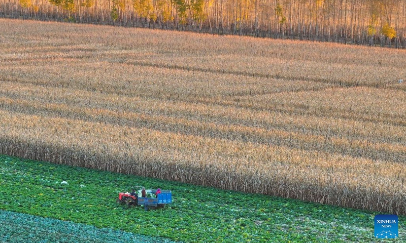 An aerial drone photo taken on Oct. 11, 2024 shows farmers harvesting vegetable in a field in Dongsheng Village, Zhaodong City of northeast China's Heilongjiang Province. (Photo: Xinhua)