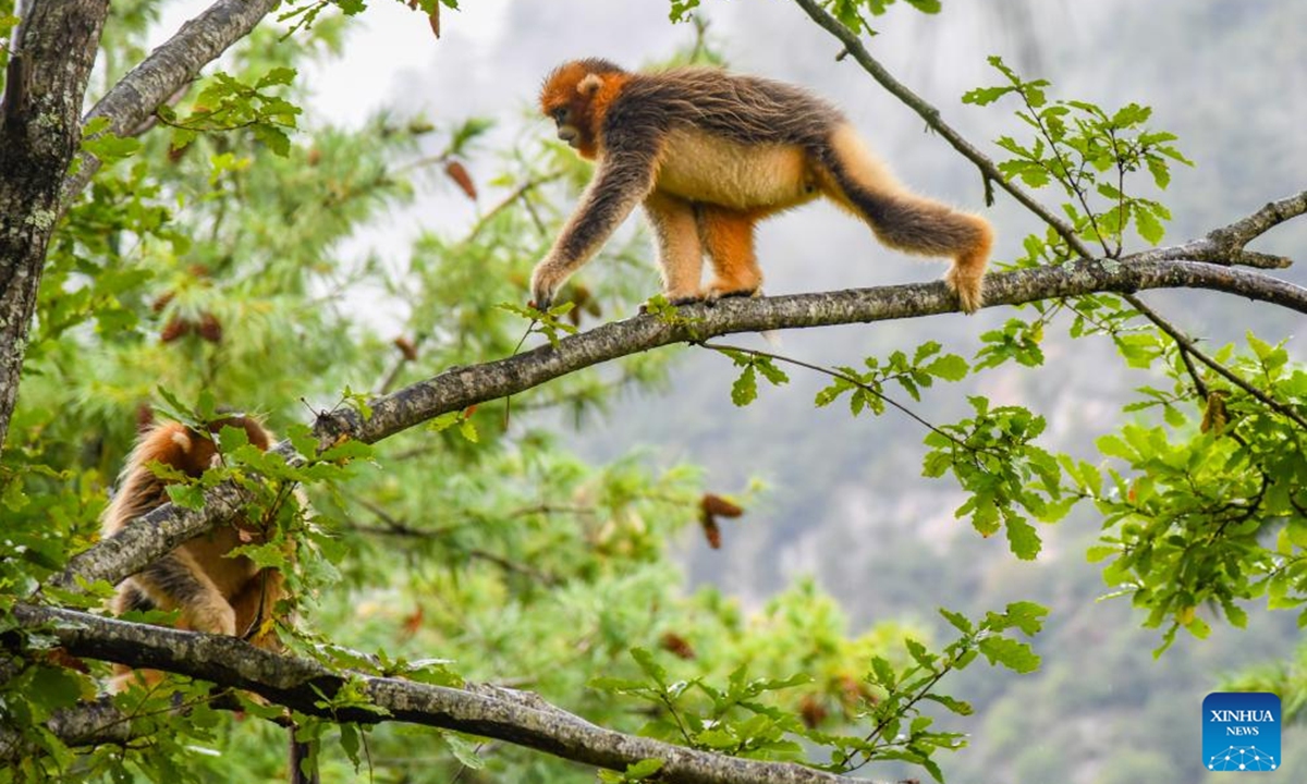 Sichuan golden snub-nosed monkeys are pictured at Baihe National Nature Reserve in Jiuzhaigou County, southwest China's Sichuan Province, Oct. 11, 2024. Located in Jiuzhaigou County of Aba Tibetan and Qiang Autonomous Prefecture in southwest China's Sichuan Province, Baihe National Nature Reserve is home to about 1,700 Sichuan golden snub-nosed monkeys. Thanks to the continuous efforts in the protection of the monkeys' habitat, the ecological environment in this region has continued to improve in recent years.  (Photo: Xinhua)