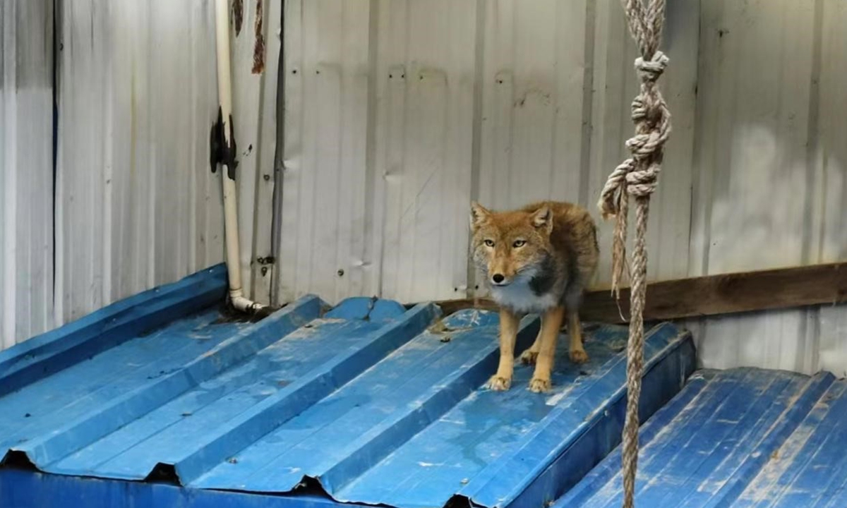 Hu San Tiao at the rescue center in Northwest China's Qinghai Province Photo: Courtesy of Qinghai wildlife rescue and breed center