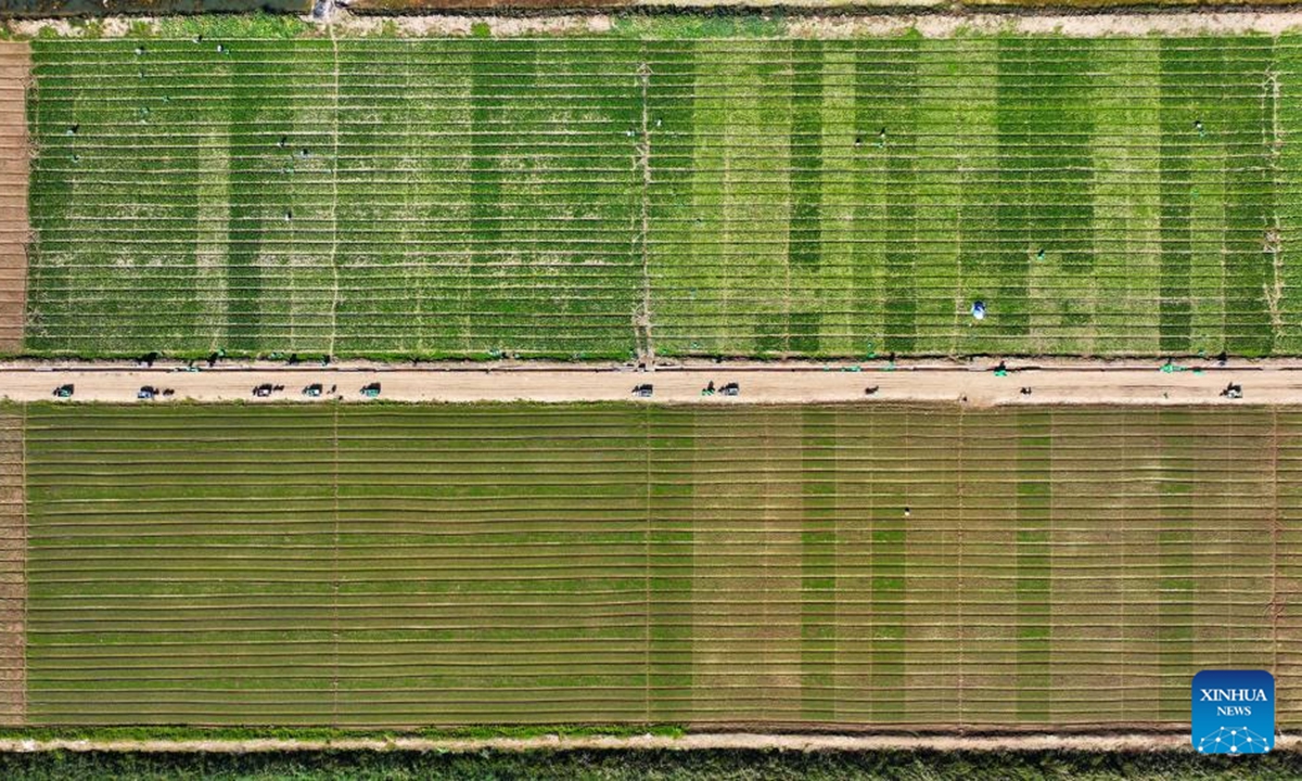 An aerial drone photo taken on Sept. 23, 2024 shows farms in northwest China's Ningxia Hui Autonomous Region. (Photo: Xinhua)