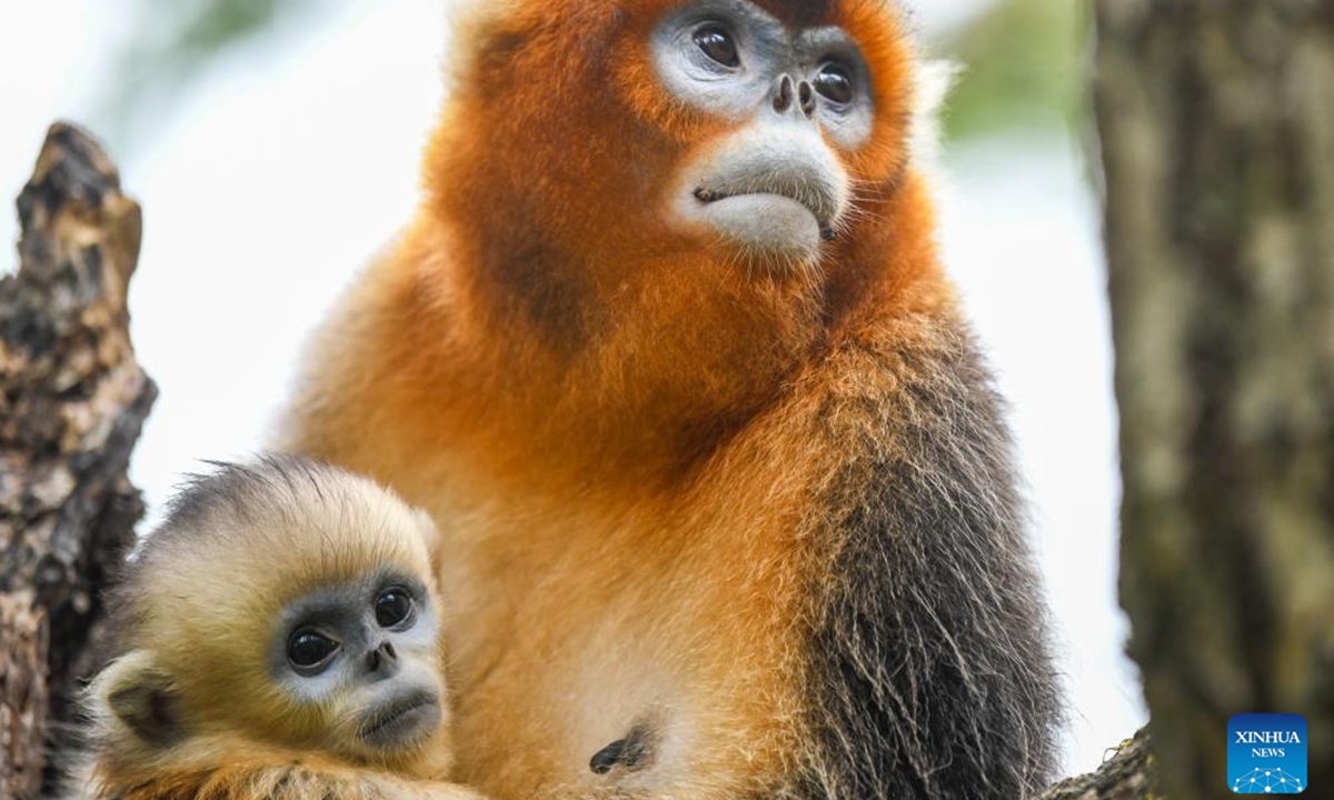 Sichuan golden snub-nosed monkeys are pictured at Baihe National Nature Reserve in Jiuzhaigou County, southwest China's Sichuan Province, Oct. 11, 2024. Located in Jiuzhaigou County of Aba Tibetan and Qiang Autonomous Prefecture in southwest China's Sichuan Province, Baihe National Nature Reserve is home to about 1,700 Sichuan golden snub-nosed monkeys. Thanks to the continuous efforts in the protection of the monkeys' habitat, the ecological environment in this region has continued to improve in recent years.  (Photo: Xinhua)