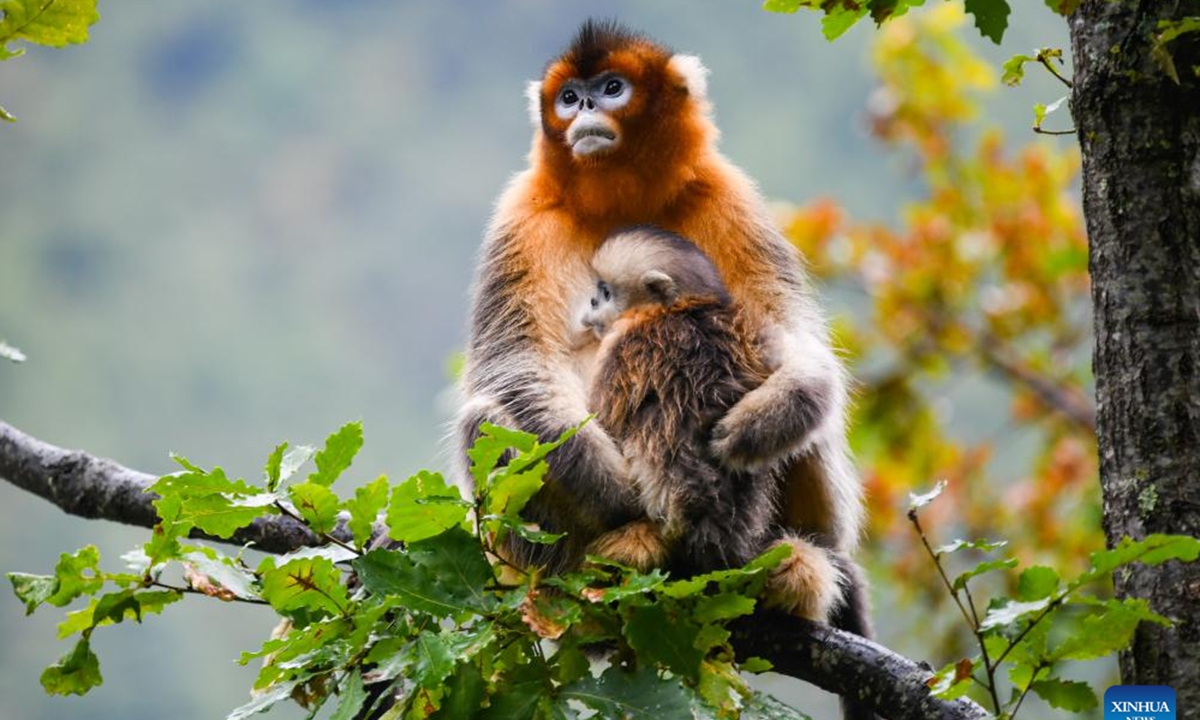 Sichuan golden snub-nosed monkeys are pictured at Baihe National Nature Reserve in Jiuzhaigou County, southwest China's Sichuan Province, Oct. 11, 2024. Located in Jiuzhaigou County of Aba Tibetan and Qiang Autonomous Prefecture in southwest China's Sichuan Province, Baihe National Nature Reserve is home to about 1,700 Sichuan golden snub-nosed monkeys. Thanks to the continuous efforts in the protection of the monkeys' habitat, the ecological environment in this region has continued to improve in recent years.   (Photo: Xinhua)