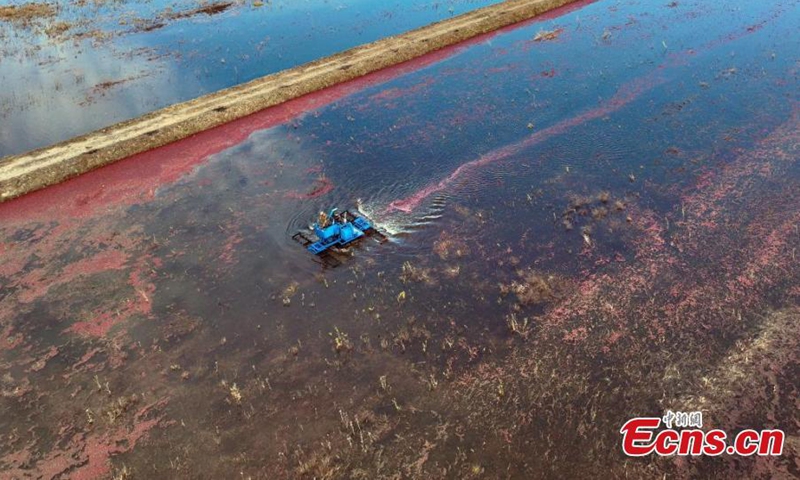 A harvester work at a cranberry field in Fuyuan, northeast China's Heilongjiang Province, Oct. 11, 2024. (Photo: China News Service)
