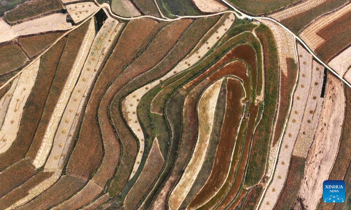 An aerial drone photo taken on Sept. 23, 2024 shows farms in northwest China's Ningxia Hui Autonomous Region. (Photo: Xinhua)