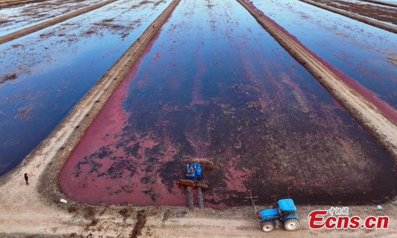 A harvester work at a cranberry field in Fuyuan, northeast China's Heilongjiang Province, Oct. 11, 2024. (Photo: China News Service)
