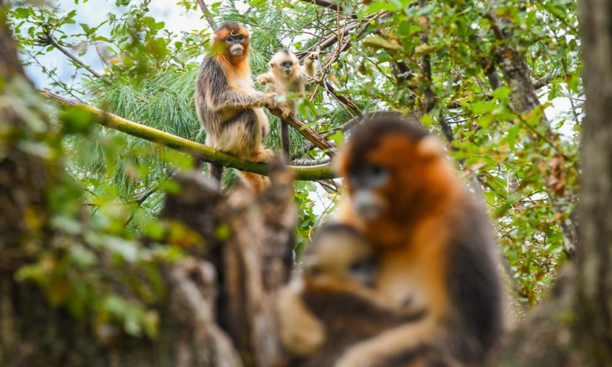 Sichuan golden snub-nosed monkeys are pictured at Baihe National Nature Reserve in Jiuzhaigou County, southwest China's Sichuan Province, Oct. 11, 2024. Located in Jiuzhaigou County of Aba Tibetan and Qiang Autonomous Prefecture in southwest China's Sichuan Province, Baihe National Nature Reserve is home to about 1,700 Sichuan golden snub-nosed monkeys. Thanks to the continuous efforts in the protection of the monkeys' habitat, the ecological environment in this region has continued to improve in recent years.  (Photo: Xinhua)