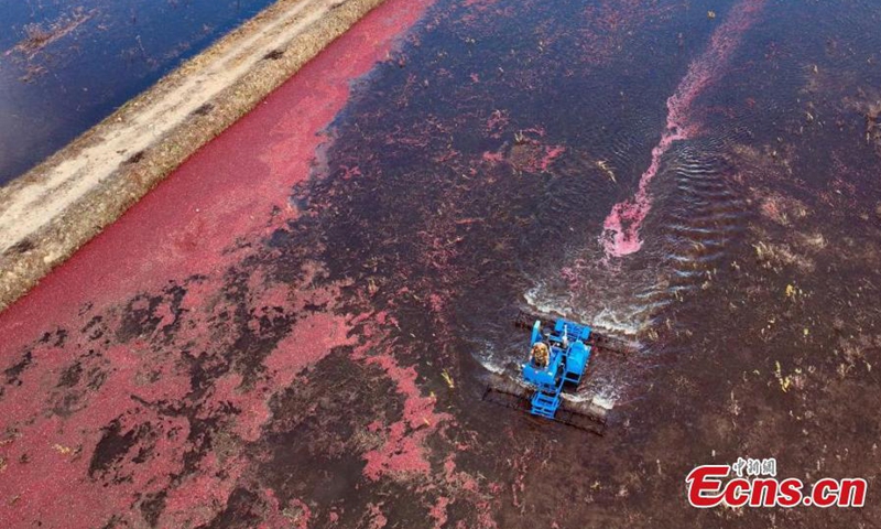 A harvester work at a cranberry field in Fuyuan, northeast China's Heilongjiang Province, Oct. 11, 2024. (Photo: China News Service)

Covering a planting area of 280 hectares, Fuyuan boasts the largest cranberry planting base in Asia.