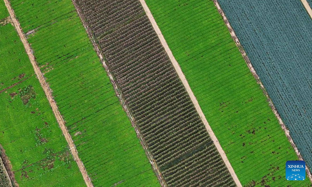 An aerial drone photo taken on Sept. 23, 2024 shows farms in northwest China's Ningxia Hui Autonomous Region. (Photo: Xinhua)