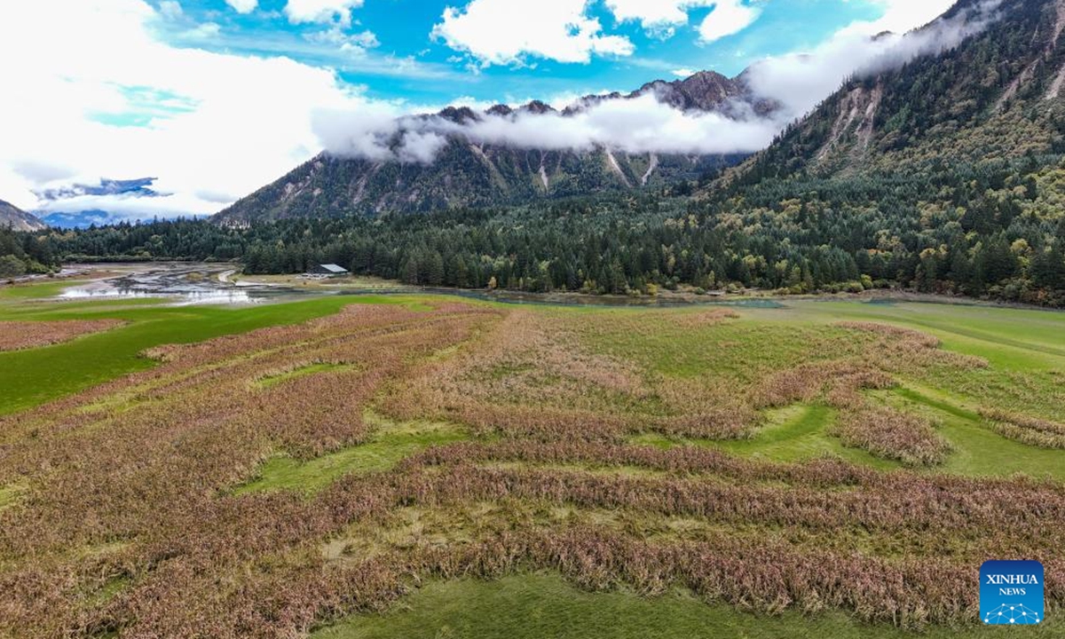 This aerial photo taken on Oct. 12, 2024 shows an autumn view of an alpine wetland in Jiuzhaigou County, southwest China's Sichuan Province. (Photo: Xinhua)