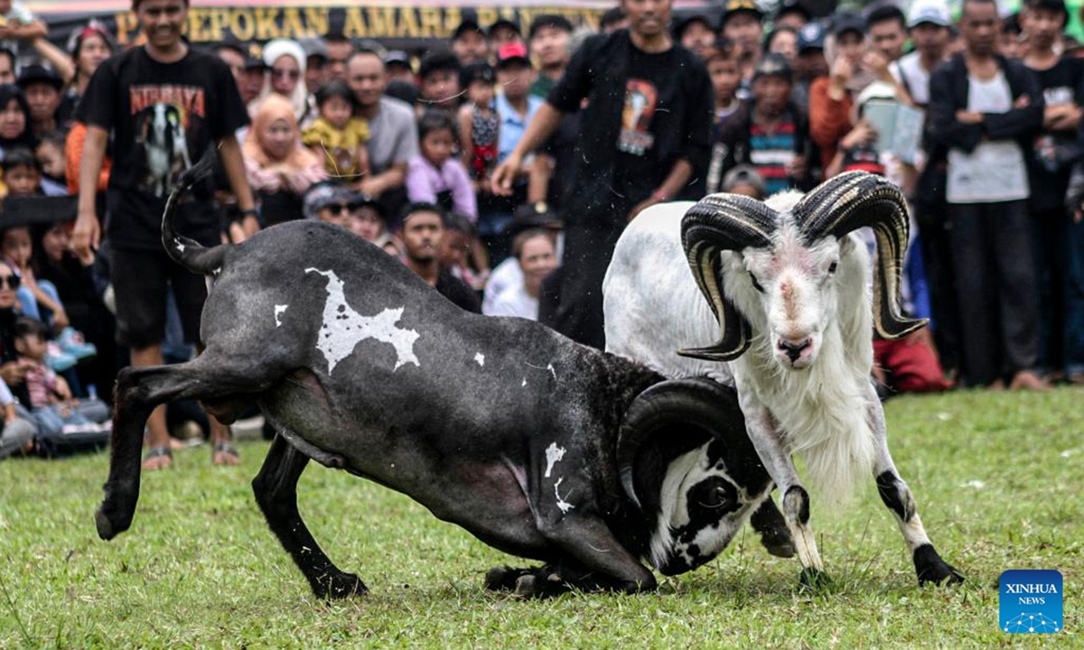 People watch a traditional ram fighting, which is part of the Sundanese culture, in Bogor, West Java, Indonesia, Oct. 13, 2024. (Photo: Xinhua)