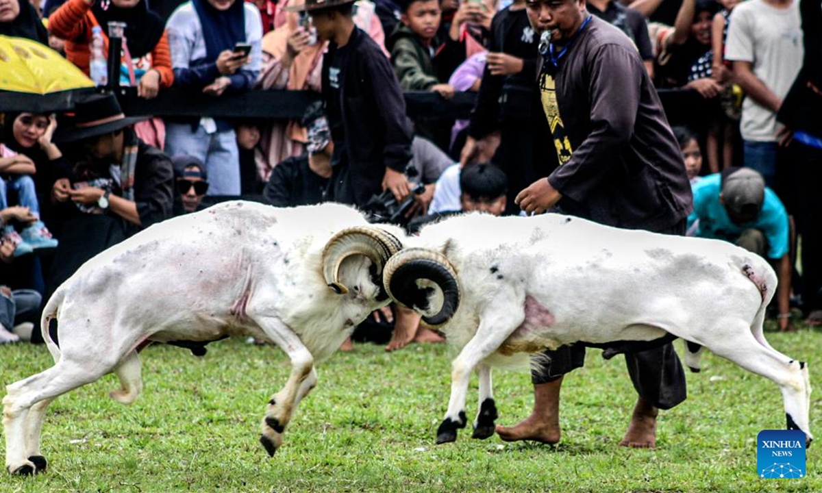 People watch a traditional ram fighting, which is part of the Sundanese culture, in Bogor, West Java, Indonesia, Oct. 13, 2024. (Photo: Xinhua)