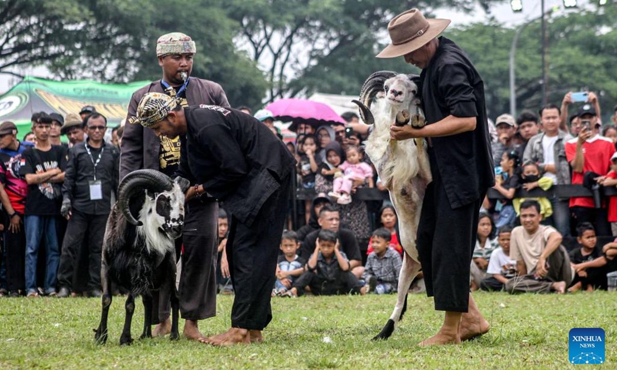 People prepare their rams for a traditional ram fighting, which is part of the Sundanese culture, in Bogor, West Java, Indonesia, Oct. 13, 2024. (Photo: Xinhua)