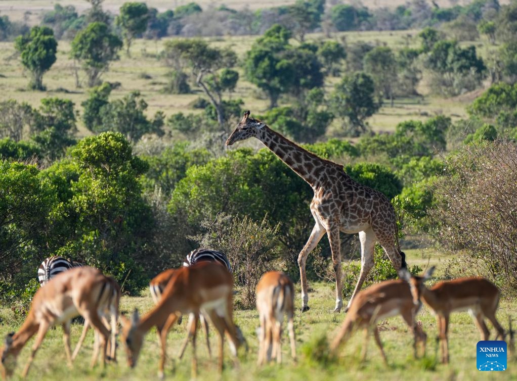 A giraffe is pictured in Kenya's Masai Mara National Reserve on Oct. 12, 2024. Kenya's southwestern county of Narok is home to the world's famous Masai Mara National Reserve where tourists flock to during the country's peak tourism season from June through October to watch the wildebeest migration. (Photo: Xinhua)