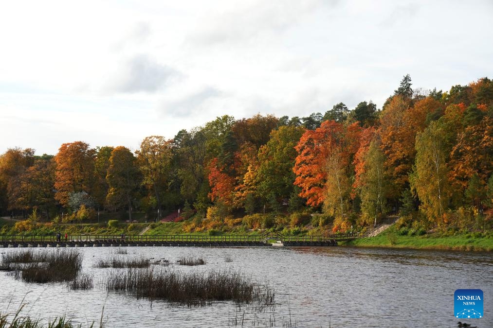 This photo taken on Oct. 13, 2024 shows the autumn scenery in Ogre, Latvia. (Photo: Xinhua)