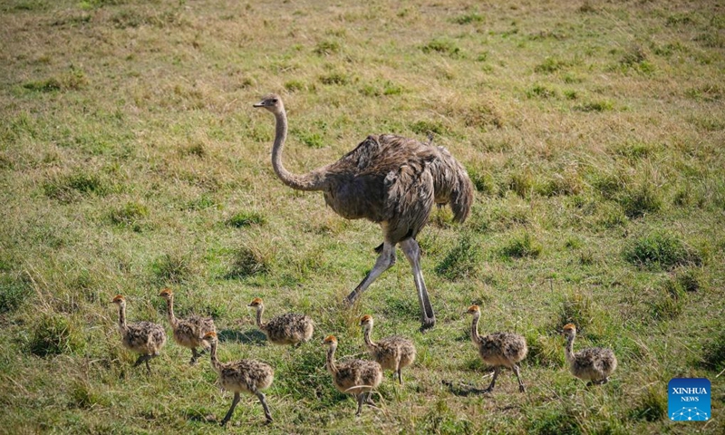 An ostrich and ostrich chicks move in Kenya's Masai Mara National Reserve on Oct. 12, 2024. Kenya's southwestern county of Narok is home to the world's famous Masai Mara National Reserve where tourists flock to during the country's peak tourism season from June through October to watch the wildebeest migration. (Photo: Xinhua)