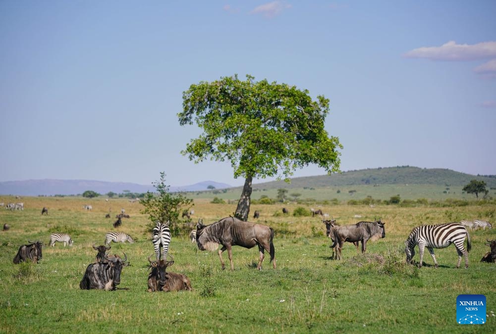 Wildebeests and zebras forage in Kenya's Masai Mara National Reserve on Oct. 12, 2024. Kenya's southwestern county of Narok is home to the world's famous Masai Mara National Reserve where tourists flock to during the country's peak tourism season from June through October to watch the wildebeest migration. (Photo: Xinhua)