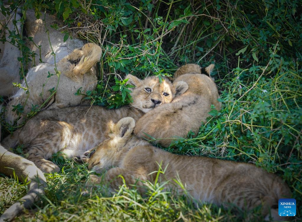 Lions rest in grass in Kenya's Masai Mara National Reserve on Oct. 12, 2024. Kenya's southwestern county of Narok is home to the world's famous Masai Mara National Reserve where tourists flock to during the country's peak tourism season from June through October to watch the wildebeest migration. (Photo: Xinhua)