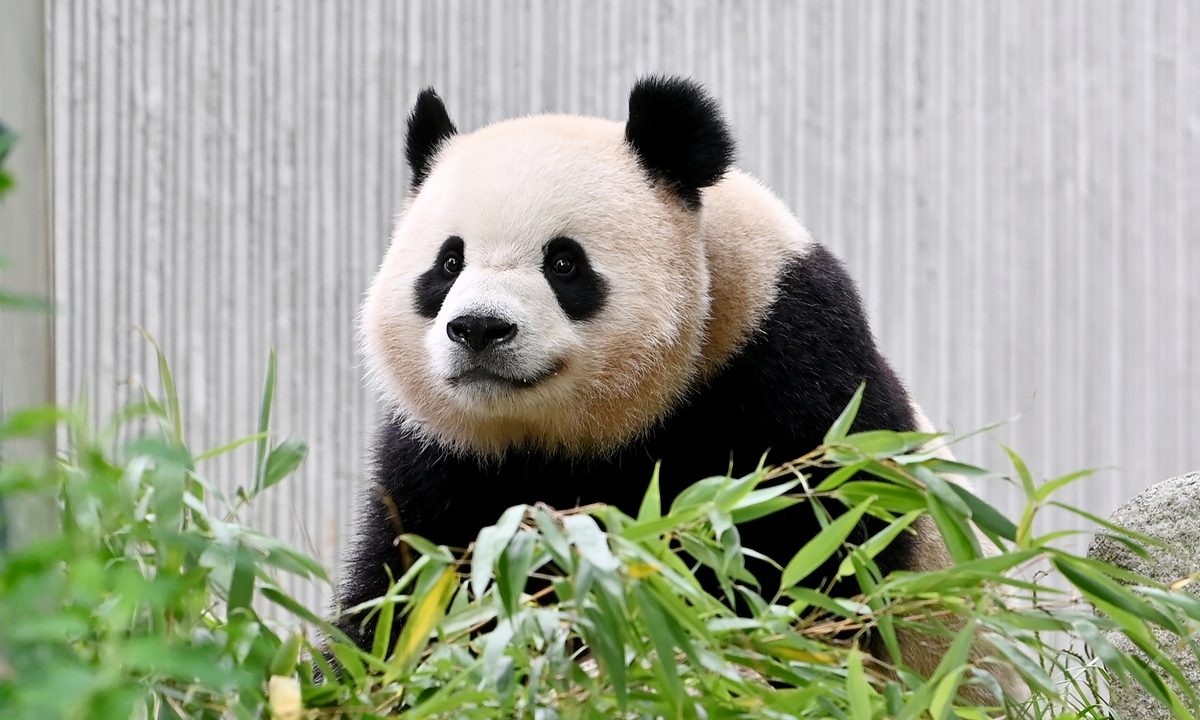 Giant panda Bao Li at the Shenshuping giant panda base of Wolong National Nature Reserve in Southwest China's Sichuan Province Photo: VCG