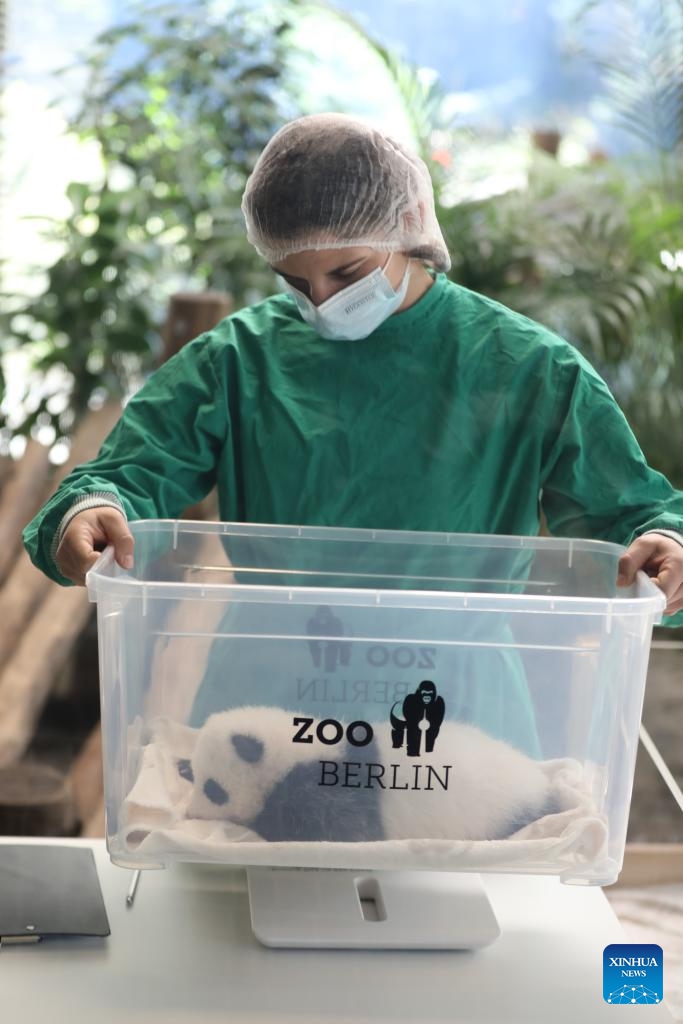 A staff member prepares to take a giant panda cub back to its enclosure at Zoo Berlin in Berlin, Germany, Oct. 15, 2024. Zoo Berlin's newest residents, a pair of panda sisters born in late August, made their long-awaited debut to press on Tuesday and will welcome the public starting Wednesday. (Photo: Xinhua)