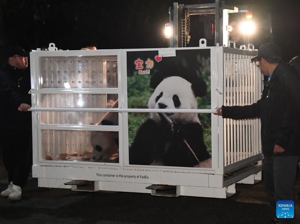 Staff members transfer giant panda Bao Li (male) for Chengdu Shuangliu International Airport in Chengdu, southwest China's Sichuan Province, Oct. 14, 2024. In the early hours of Oct. 15, 2024, a pair of giant pandas, three-year-old pandas Bao Li (male) and Qing Bao (female), departed from southwest China's Sichuan Province and headed to the United States to make their new home at the Smithsonian's National Zoo in Washington, D.C. (Photo: Xinhua)