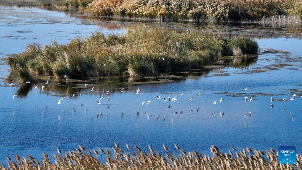 An aerial drone photo shows birds flying over the Juyanhai scenic spot in Ejina Banner of Alxa League, north China's Inner Mongolia Autonomous Region, Oct. 14, 2024. (Photo: Xinhua)