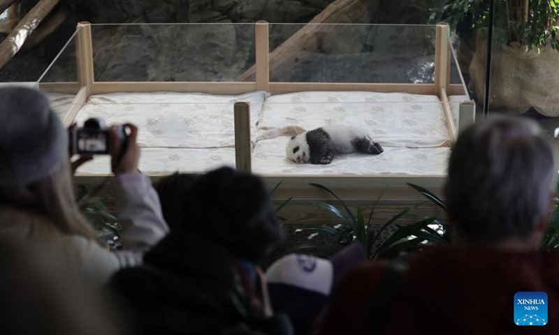 Visitors watch a giant panda cub at Zoo Berlin in Berlin, Germany, Oct. 15, 2024. Zoo Berlin's newest residents, a pair of panda sisters born in late August, made their long-awaited debut to press on Tuesday and will welcome the public starting Wednesday. (Photo: Xinhua)