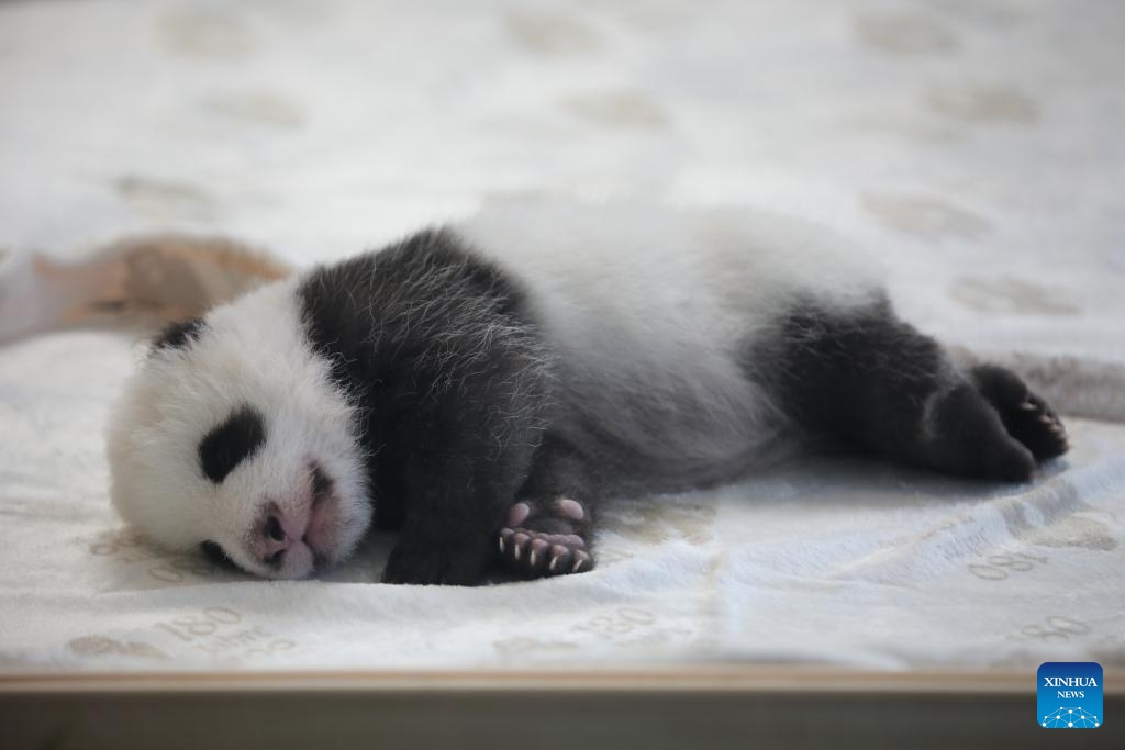 A giant panda cub is seen at Zoo Berlin in Berlin, Germany, Oct. 15, 2024. Zoo Berlin's newest residents, a pair of panda sisters born in late August, made their long-awaited debut to press on Tuesday and will welcome the public starting Wednesday. (Photo: Xinhua)