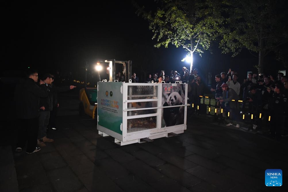 Staff members transfer giant panda Qing Bao (female) for Chengdu Shuangliu International Airport in Chengdu, southwest China's Sichuan Province, Oct. 14, 2024. In the early hours of Oct. 15, 2024, a pair of giant pandas, three-year-old pandas Bao Li (male) and Qing Bao (female), departed from southwest China's Sichuan Province and headed to the United States to make their new home at the Smithsonian's National Zoo in Washington, D.C. (Photo: Xinhua)