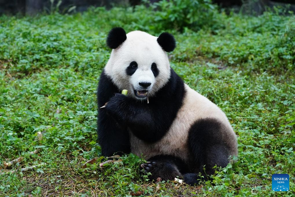 This photo taken on Sept. 30, 2024 shows giant panda Bao Li (male) in southwest China's Sichuan Province. In the early hours of Oct. 15, 2024, a pair of giant pandas, three-year-old pandas Bao Li (male) and Qing Bao (female), departed from southwest China's Sichuan Province and headed to the United States to make their new home at the Smithsonian's National Zoo in Washington, D.C. (Photo: Xinhua)