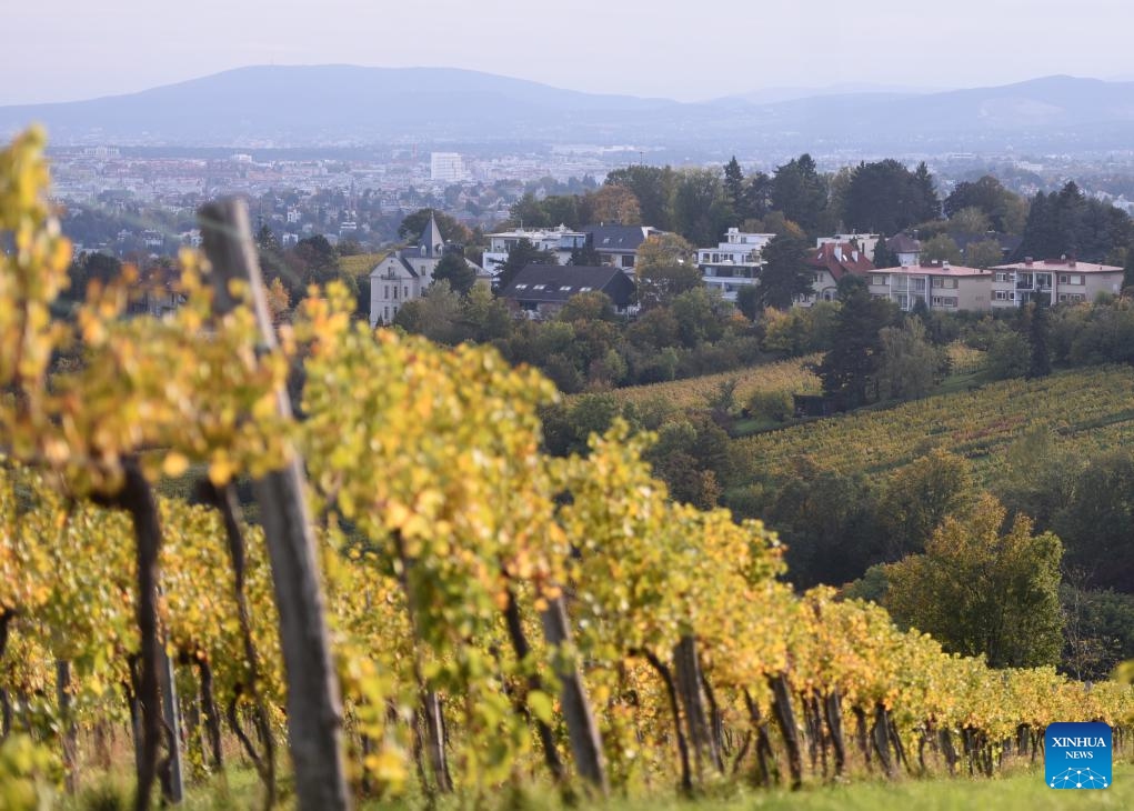 This photo taken on Oct. 15, 2024 shows a vineyard in Vienna, Austria. (Photo: Xinhua)