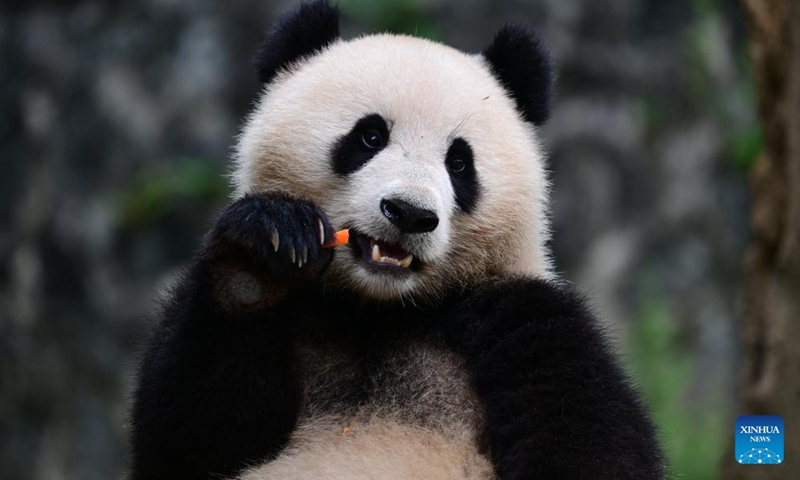 This photo taken on Aug. 7, 2024 shows giant panda Qing Bao (female) in Chengdu, southwest China's Sichuan Province. In the early hours of Oct. 15, 2024, a pair of giant pandas, three-year-old pandas Bao Li (male) and Qing Bao (female), departed from southwest China's Sichuan Province and headed to the United States to make their new home at the Smithsonian's National Zoo in Washington, D.C. (Photo: Xinhua)