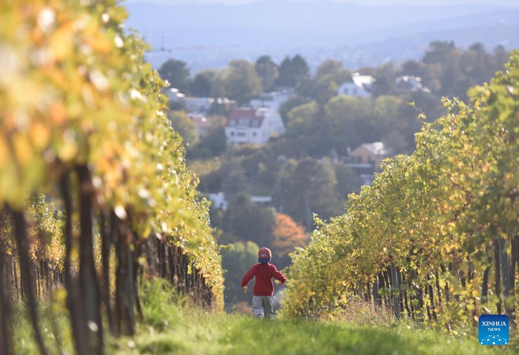 A child runs at a vineyard of Kahlenberg in Vienna, Austria, Oct. 15, 2024. (Photo: Xinhua)