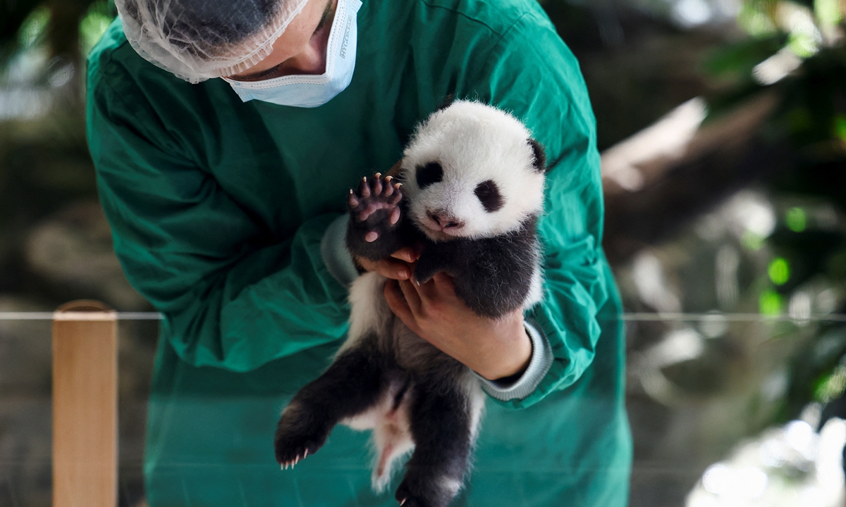 One of the giant panda twins at Berlin Zoo, Germany, is seen waving to media on October 15, 2024 at a press conference. The eight-week-old twin cubs are open to the public for the first time on October 16 at the zoo. Photo IC 