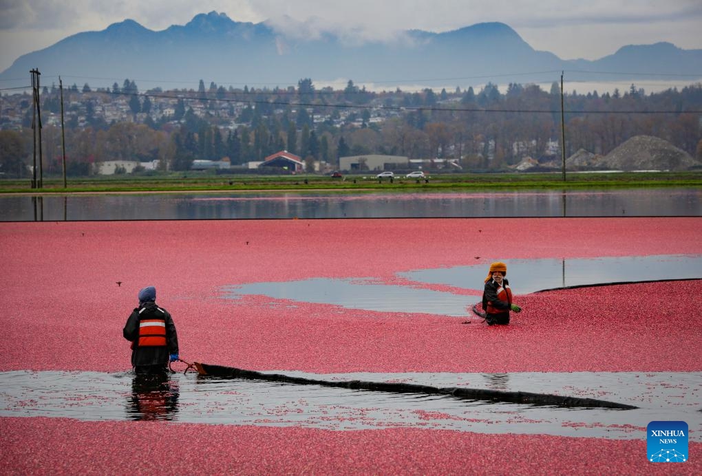 Farmers pull a floating boom to harvest cranberries in a pond in Richmond, British Columbia, Canada, on Oct. 15, 2024. (Photo: Xinhua)